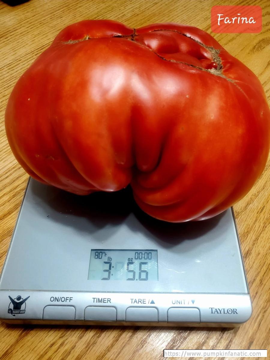 3.35 Bisontino 2026 Gigante Farina